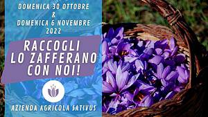 Raccogli lo zafferano con noi!